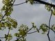 La ronde des bourgeons dans le ciel d'avril
