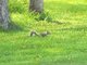 Un habitant du parc Maisonneuve en balade.