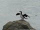 Un cormoran austral !