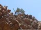 Un arbre isolé sur les rochers