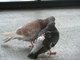 Deux pigeons amoureux