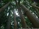 Forêt de bambous, parc forestier de Nouméa