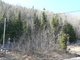 la forêt en bord de route