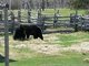 Deux jeunes ours qui joue dans une ferme