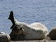 Un groupe de caribous