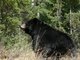 Encore un ours noir