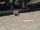 Une marmote isolée