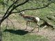 Une antilope d'Amérique