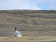 La plage de Breidavik