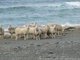 Les moutons en liberté