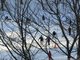 Patineurs patinant dans les arbres